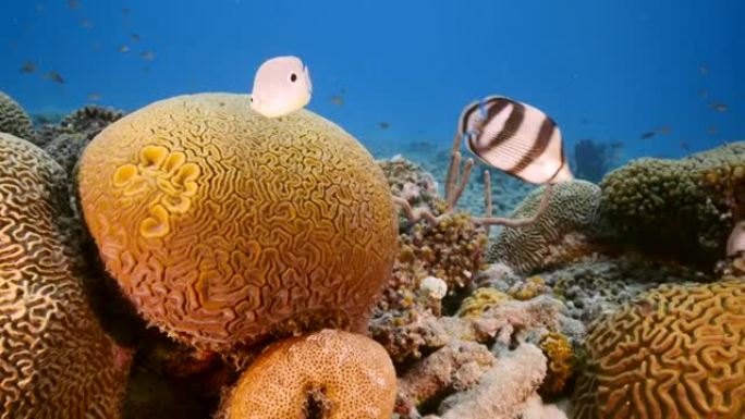 库拉索岛加勒比海珊瑚礁中带有沟状脑珊瑚产卵的海景