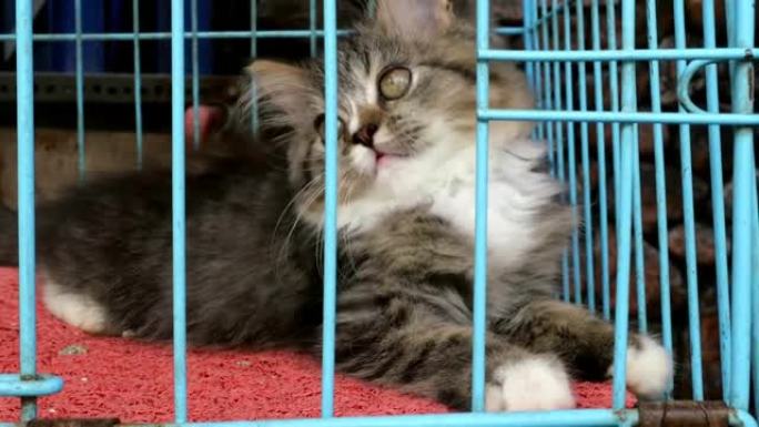 笼子里有趣的猫