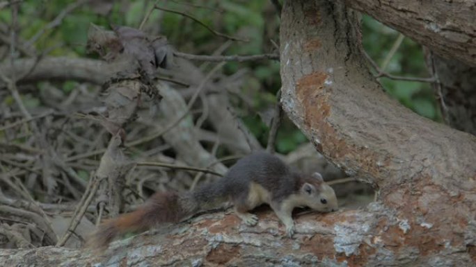 松鼠在自然界中吃树皮