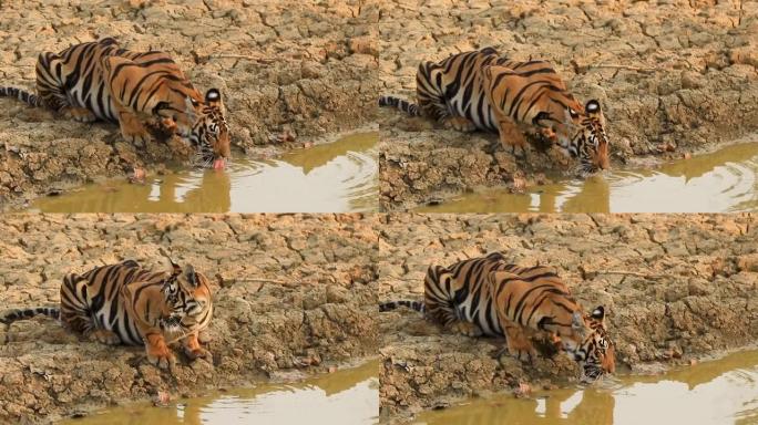 一只雌性皇家孟加拉虎从池塘里喝水，朝相机望去，显示出水中的反射