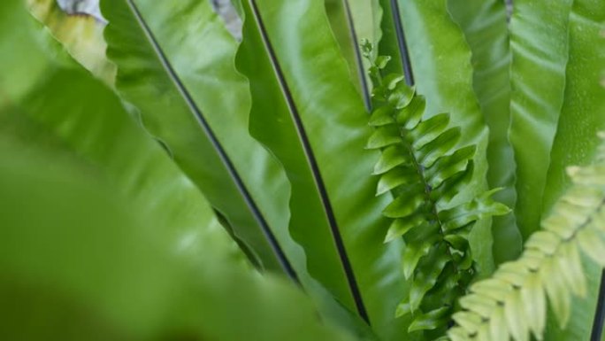 燕窝蕨类植物深绿色的叶子。异国热带亚马逊丛林雨林，时尚时尚的植物氛围。自然郁郁葱葱的树叶生动的绿色植