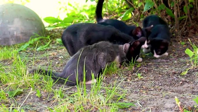 几只流浪猫，小猫在草坪上吃饭。
