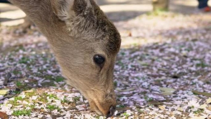 在奈良公园吃树叶的慢动作梅花鹿。Cervus nippon吃樱花