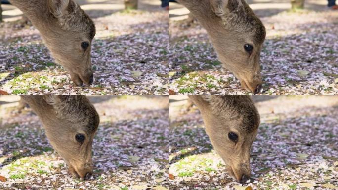 在奈良公园吃树叶的慢动作梅花鹿。Cervus nippon吃樱花