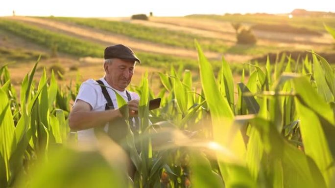 男性高级农民在玉米田里自拍照