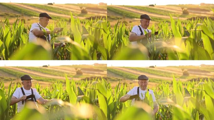 男性高级农民在玉米田里自拍照