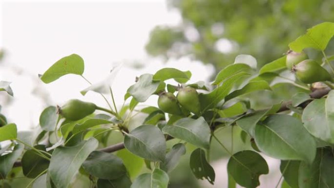 夏季花园里树枝上的小未成熟梨果
