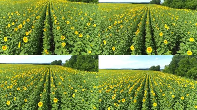 在乡下的田野上一排排光滑的向日葵。运动中拍摄。用向日葵生产葵花油的概念。食品工业。