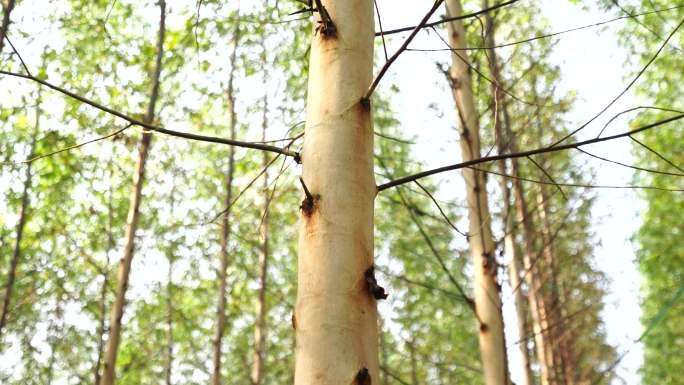 广西南宁桉树种植林郊区生态桉速生树林