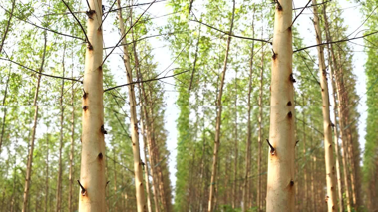 广西南宁桉树种植林郊区生态桉速生树林