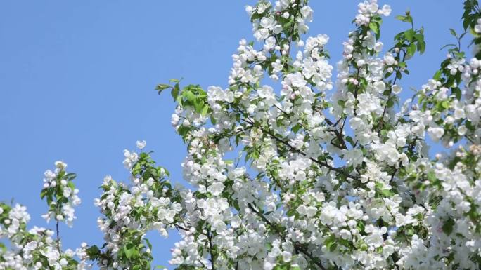 春季蓝天绿树花开白色一团升格镜头