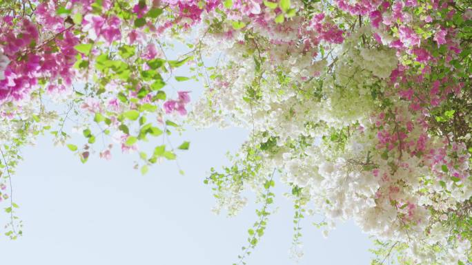 粉白色三角梅花树繁茂