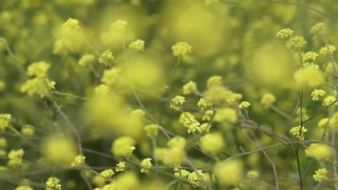 黄色出芽和开花的野生芥末