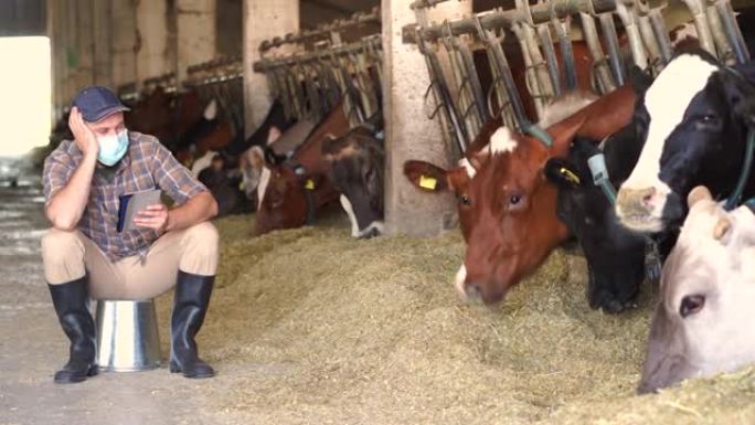 4k视频强调年轻的男性农民站在大牛棚饲养场的奶牛附近，思考财务挑战和破产