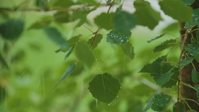 雨时，慢动作雨滴从绿叶桦树上滴落。选择性关注绿叶前景。雨水落在绿色植物的叶子上。平静放松的冥想平静的