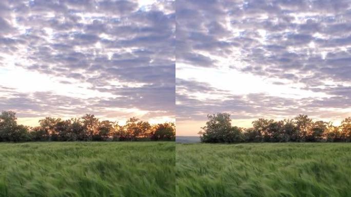 泛观绿色大麦田和日落中的云