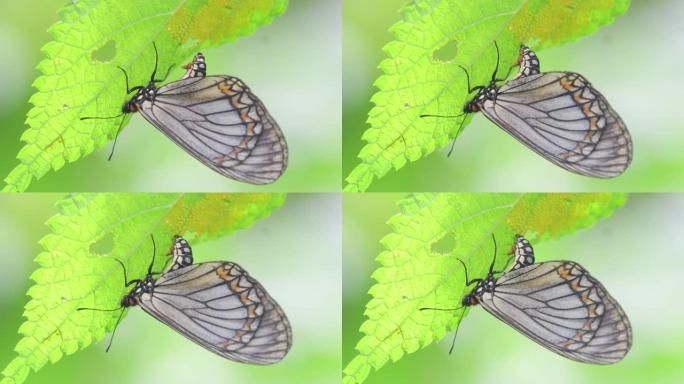 黄色科斯特蝴蝶在泰国和东南亚的自然背景下产卵。