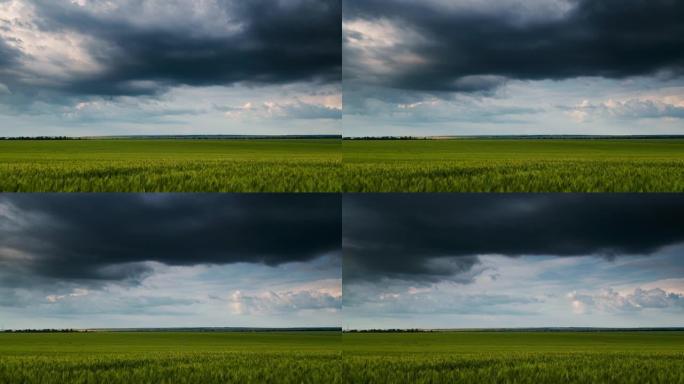 年轻麦田、大麦、黑麦的延时。下雨前多云的天空。谷物作物的绿色小麦芽。农业用地。