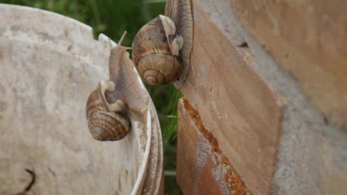 加速视频两只蜗牛从塑料桶中逃脱。