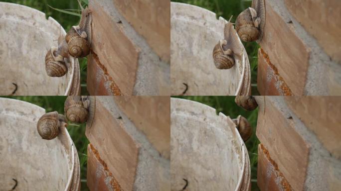 加速视频两只蜗牛从塑料桶中逃脱。