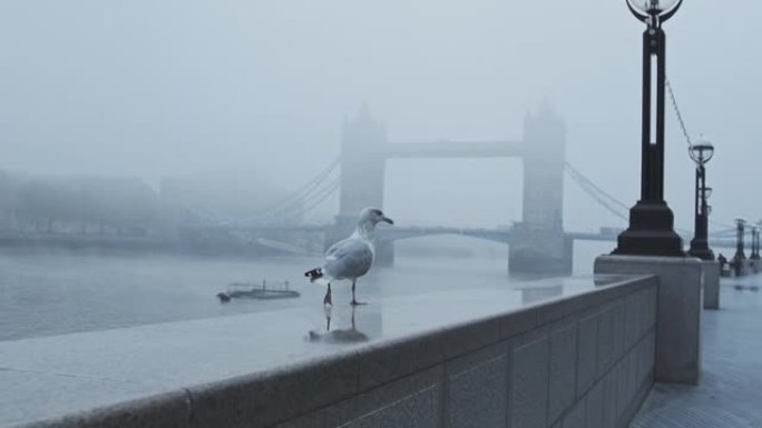 英国，新冠肺炎疫情封锁的第一天，寒冷的蓝色薄雾清晨，伦敦塔桥上空落落的海鸥