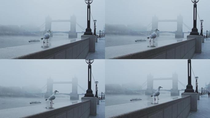 英国，新冠肺炎疫情封锁的第一天，寒冷的蓝色薄雾清晨，伦敦塔桥上空落落的海鸥