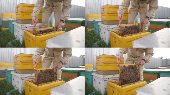 养蜂人打开养蜂小组