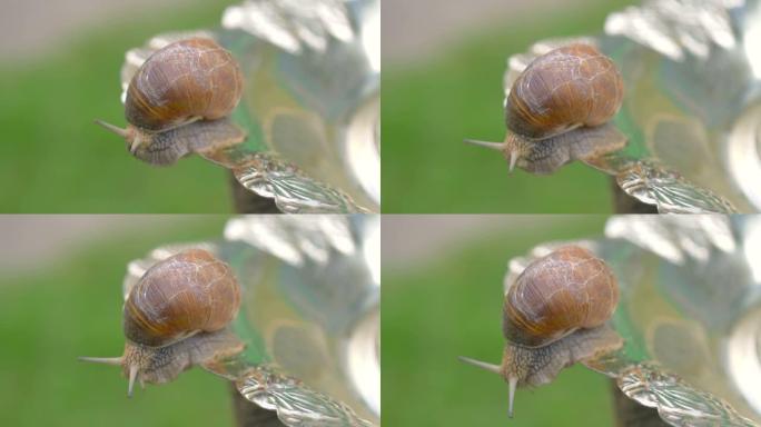 蜗牛在4k的银盘上行走