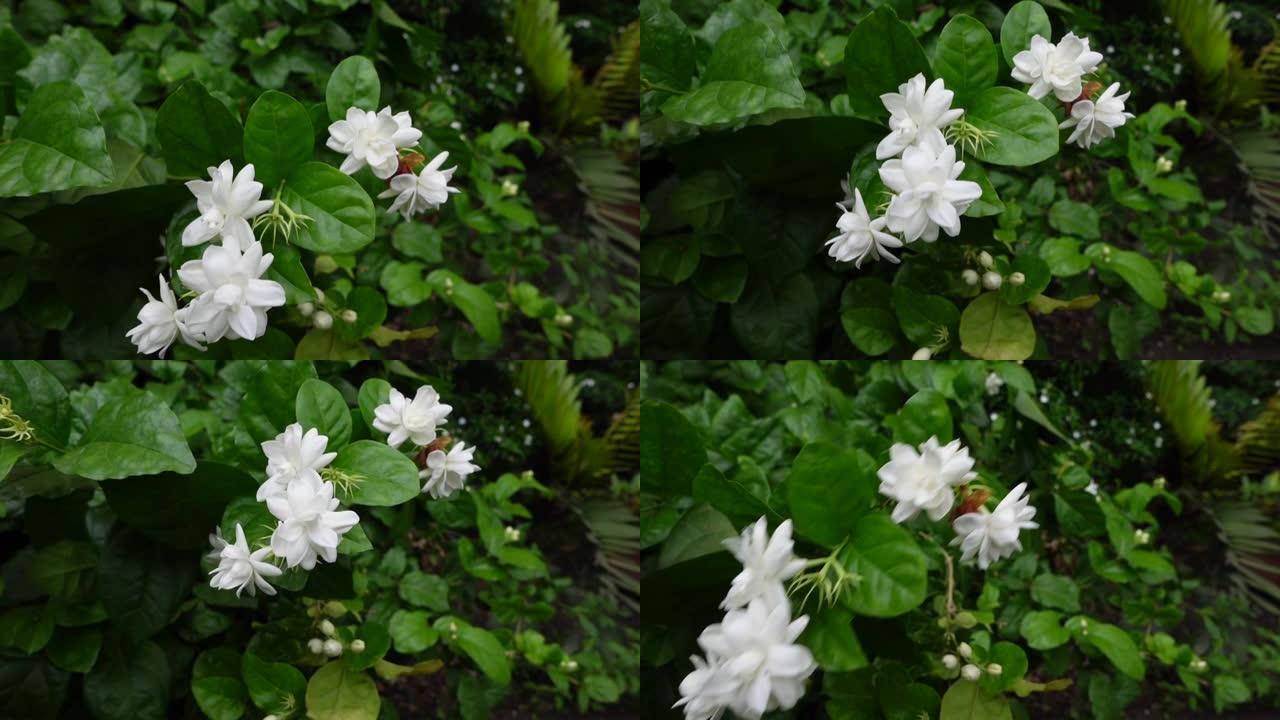 白色茉莉花在绿树上随风摇曳。白色和绿色的花朵特写背景。慢动作视频。