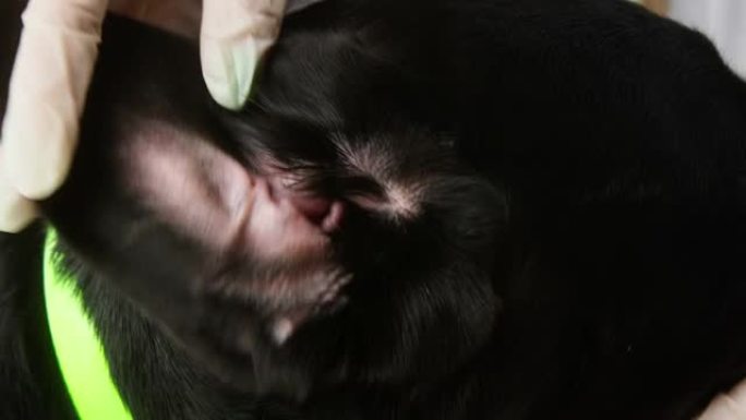 兽医对黑拉布拉多耳朵进行检查。医生检查深色猎犬，摸着耳朵。听话的家养宠物躺着。护士穿着医疗服，戴着防