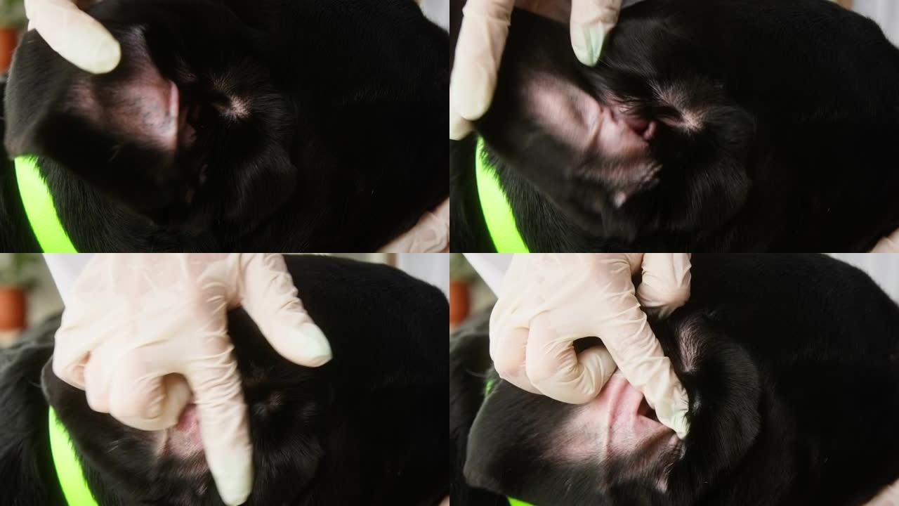 兽医对黑拉布拉多耳朵进行检查。医生检查深色猎犬，摸着耳朵。听话的家养宠物躺着。护士穿着医疗服，戴着防