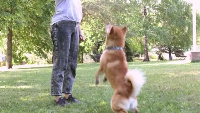 赤芝犬与主人在夏季公园散步