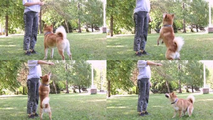 赤芝犬与主人在夏季公园散步