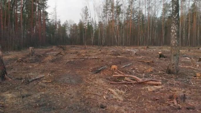森林砍伐区被毁树木的地块