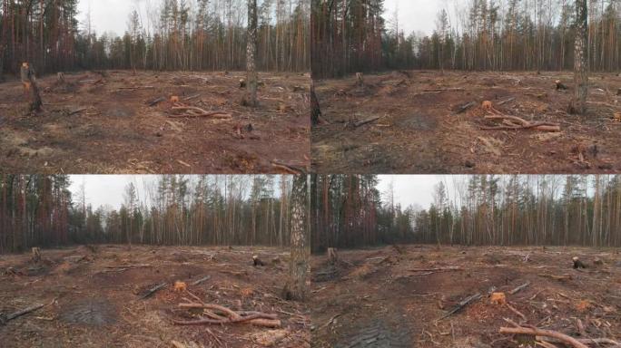 森林砍伐区被毁树木的地块
