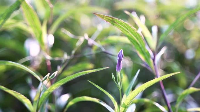 早开紫色Ruellia Tuberosa或爆裂荚