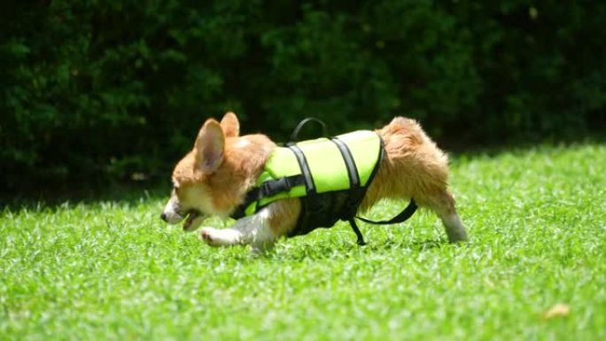 小威尔士柯基犬在花园里慢动作玩耍和奔跑