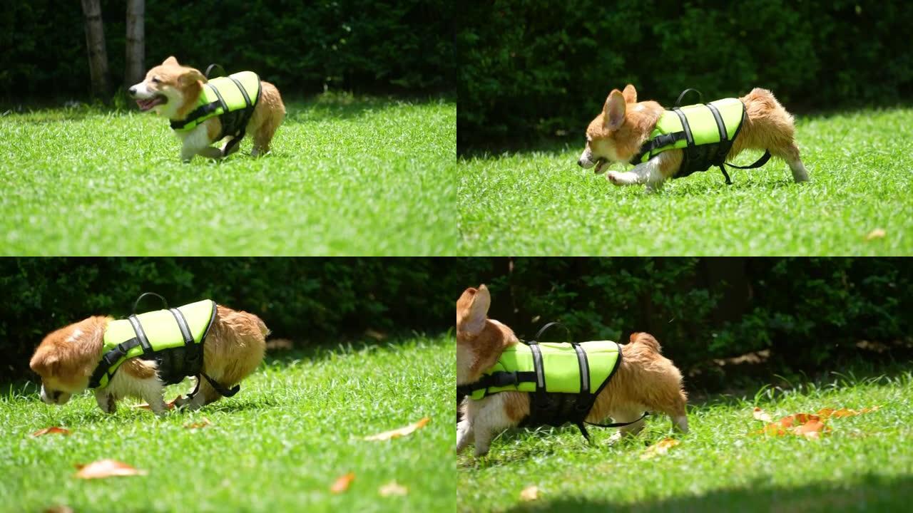 小威尔士柯基犬在花园里慢动作玩耍和奔跑