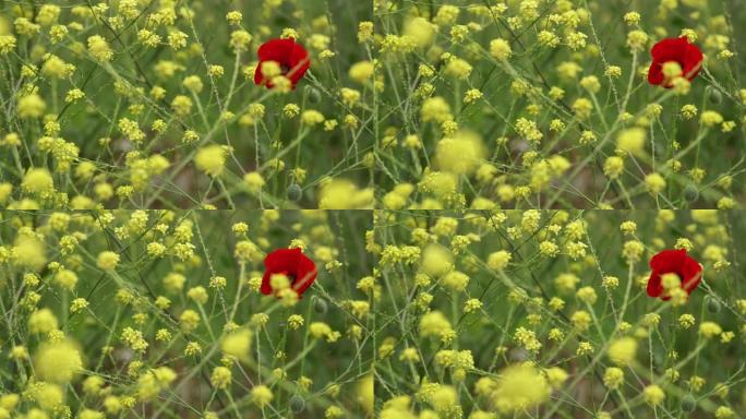 黄色出芽和开花的野生芥末