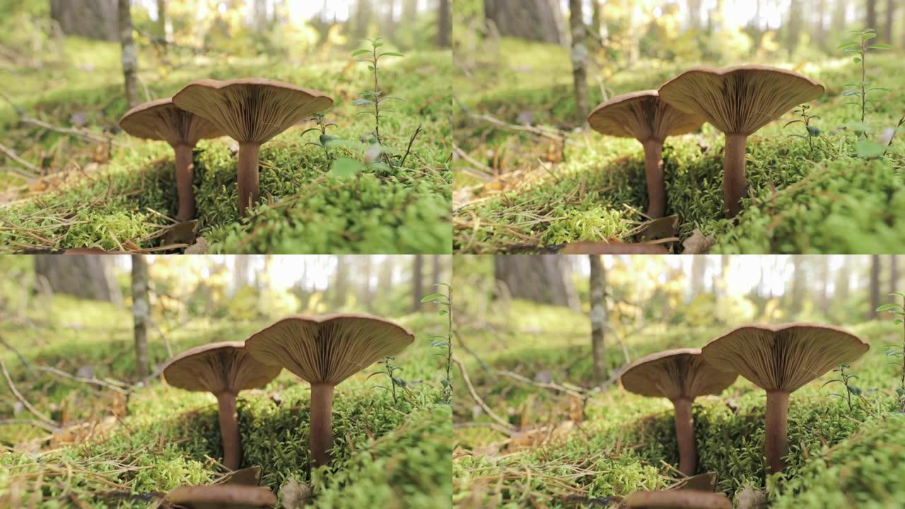 白俄罗斯秋季森林中的Paxillus Involutus。棕色轮圈，普通轮圈或Poison Pax，