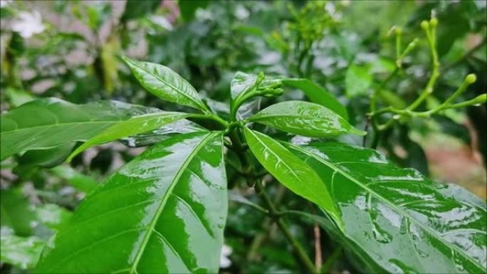 雨季紫薇茉莉叶的特写镜头