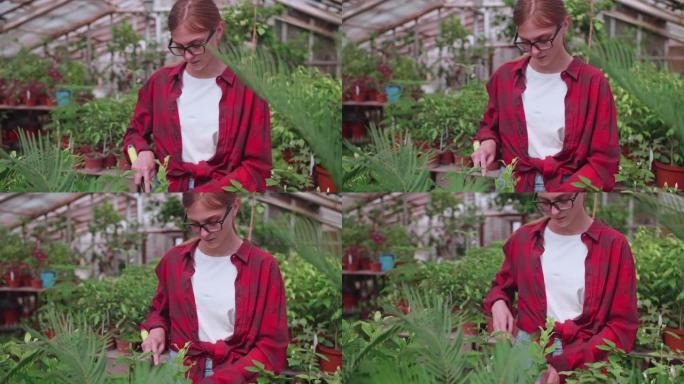 穿红衫的女孩在温室里移植鲜花，工作工具