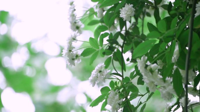 木香花 茉香花