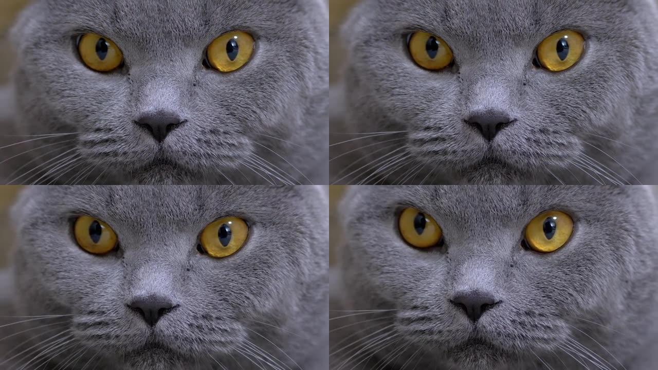 英国一只棕色大眼睛的家猫的枪口看着相机