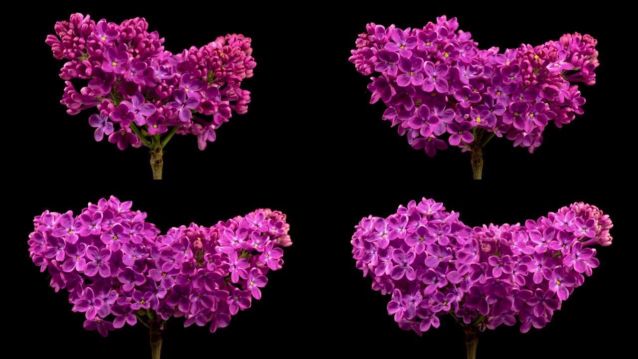 开紫丁香花的美丽时光流逝