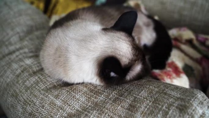 疲惫的室内猫躺在枕头上。兽医谱系概念。泰国宠物肖像。昏昏欲睡的大师梦毛茸茸。老虎护理。动物头。愤怒的