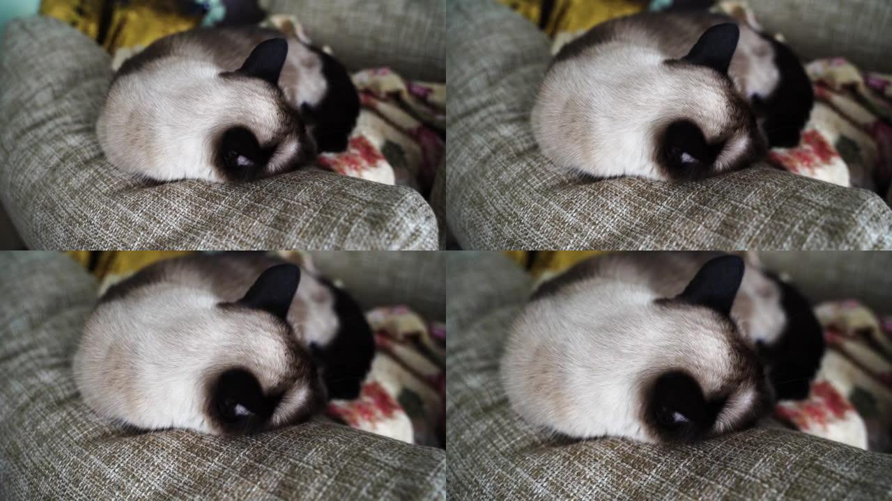 疲惫的室内猫躺在枕头上。兽医谱系概念。泰国宠物肖像。昏昏欲睡的大师梦毛茸茸。老虎护理。动物头。愤怒的