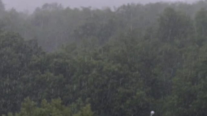 绿林背景下的雷雨，大雨带风，暴风雨