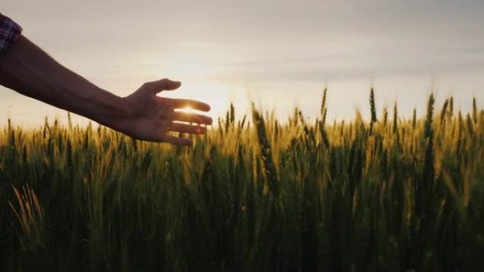 一个男性农民在阳光下的手在麦田上。一个农民沿着他的田地走