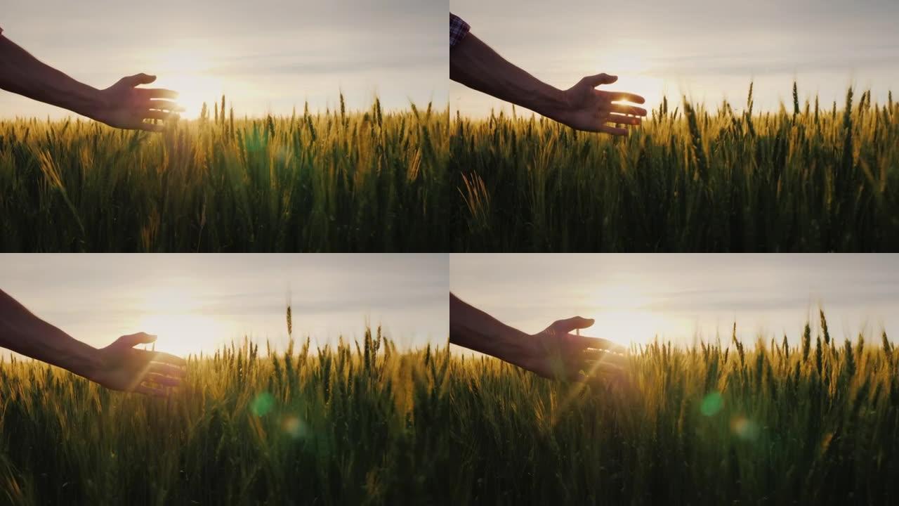 一个男性农民在阳光下的手在麦田上。一个农民沿着他的田地走